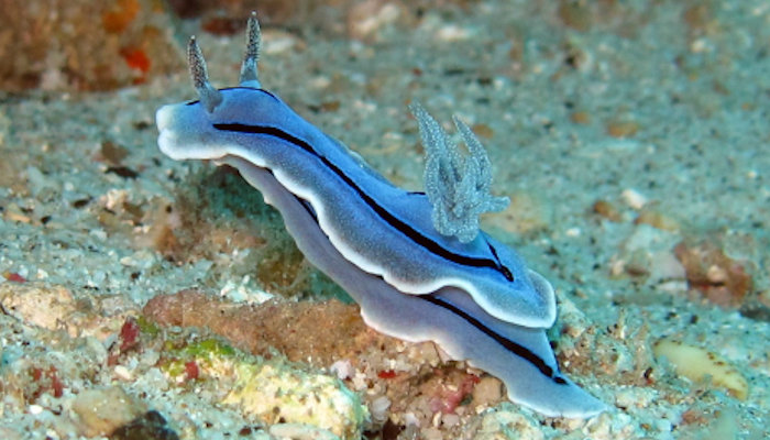 Chromodoris willani